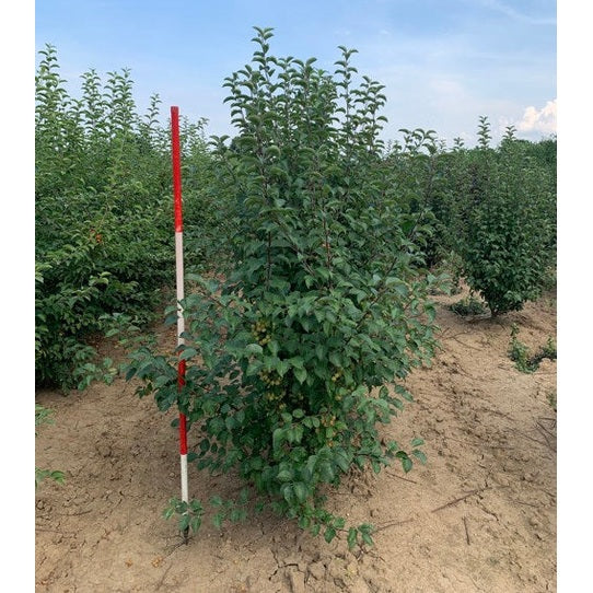 Prydnadsapel - Malus 'Evereste' 200-250 MS