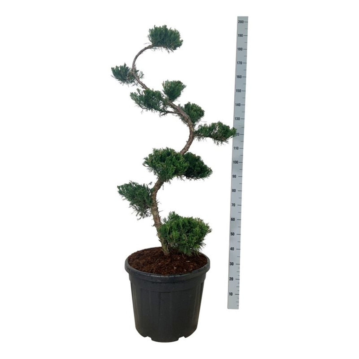 Juniperus pf. &