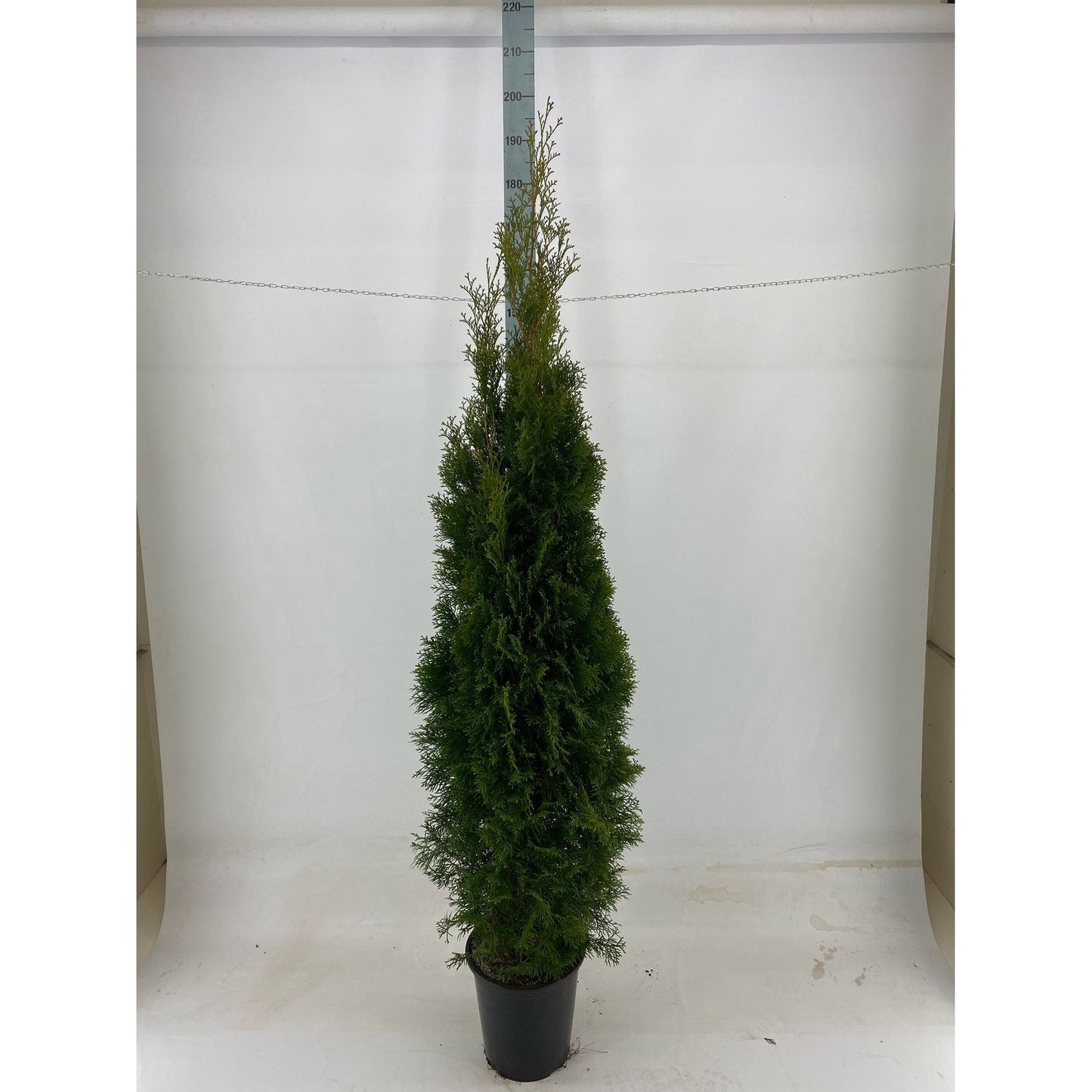 Thujor Smaragd - 180-200 cm