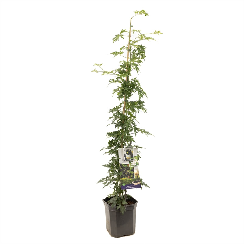 Rubus fruticosus &