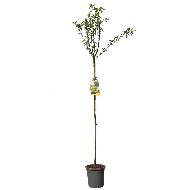 Plommon - Prunus domestica &