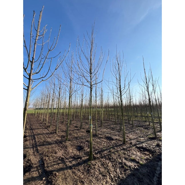 Smalbladig ask - Fraxinus angustifolia 'Raywood' - Stammens omkrets 20-25 cm, höjd 4-4,5 meter, HS,
