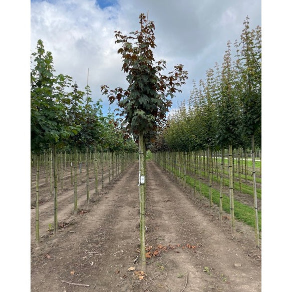 Tysklönn - Acer pseudoplatanus 'Spaethii' - Stammens omkrets 14-16 cm, höjd 3,5-4 meter, HS,