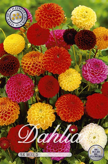Dahlia Pompon Mixed 5-Pack