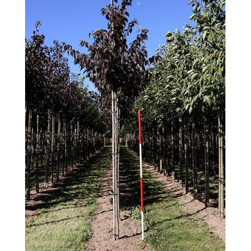 Prydnadskörsbär - Prunus serrulata 'Royal Burgundy' 12-14 HS,