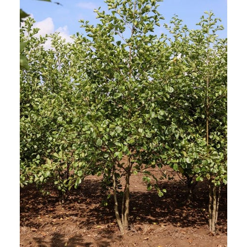 Klibbal - Alnus glutinosa 350-400 MS COCO