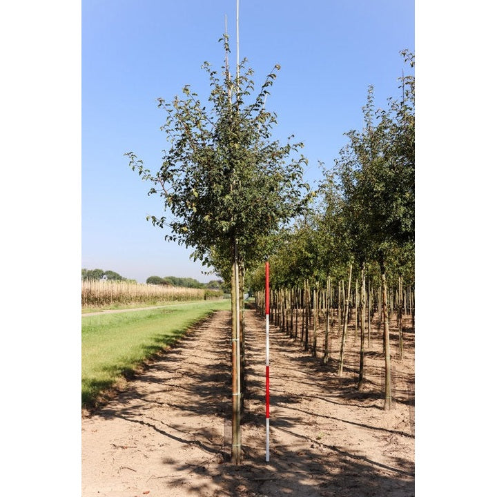 Rönnbärsapel - Malus toringo 'Brouwers Beauty' - Stammens omkrets 14-16 cm, höjd 3,5-4 meter, HS,