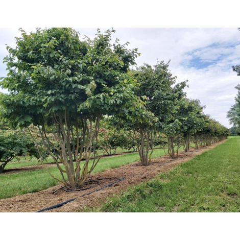 Papegojbuske - Parrotia persica 350-400 MS DRKL