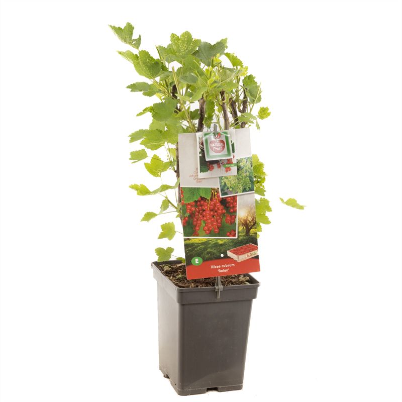 Ribes rubrum &