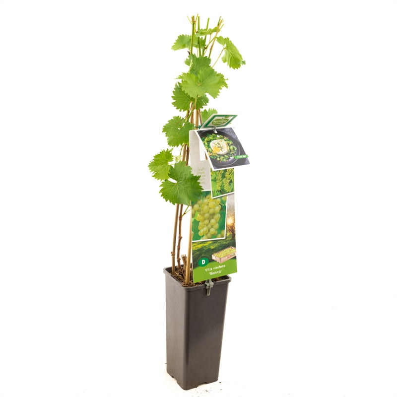 Vitis &
