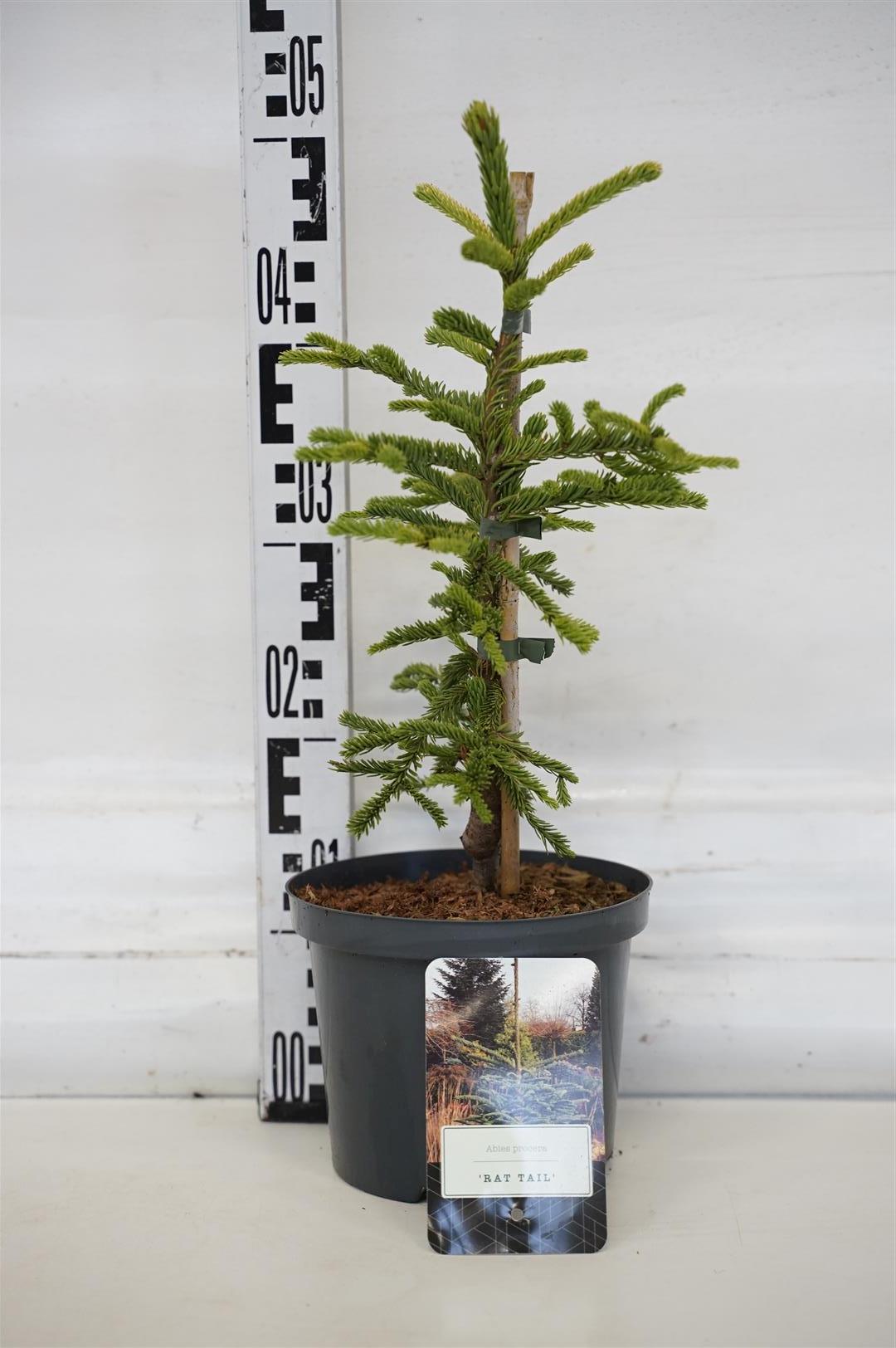 Silvergran procera &