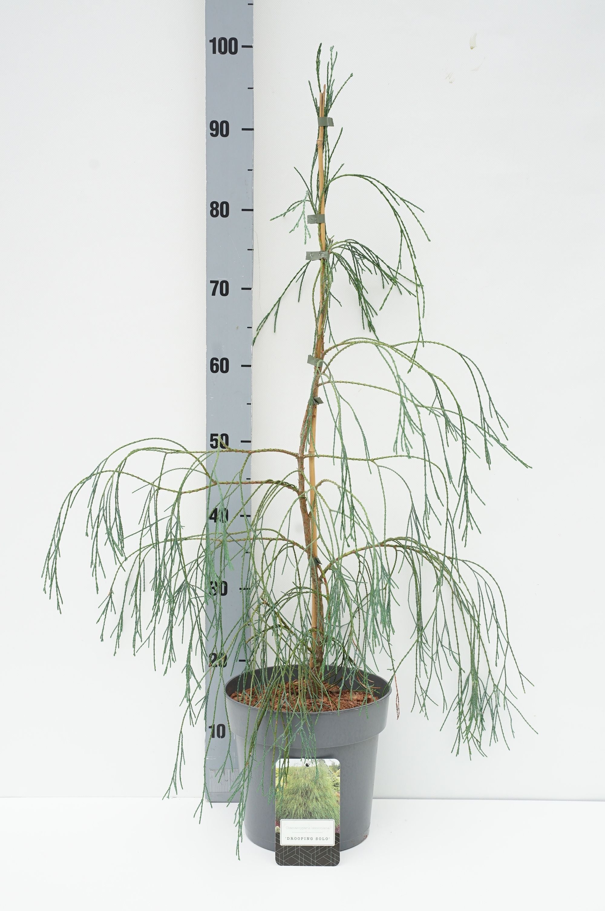 Ädelcypress l. &