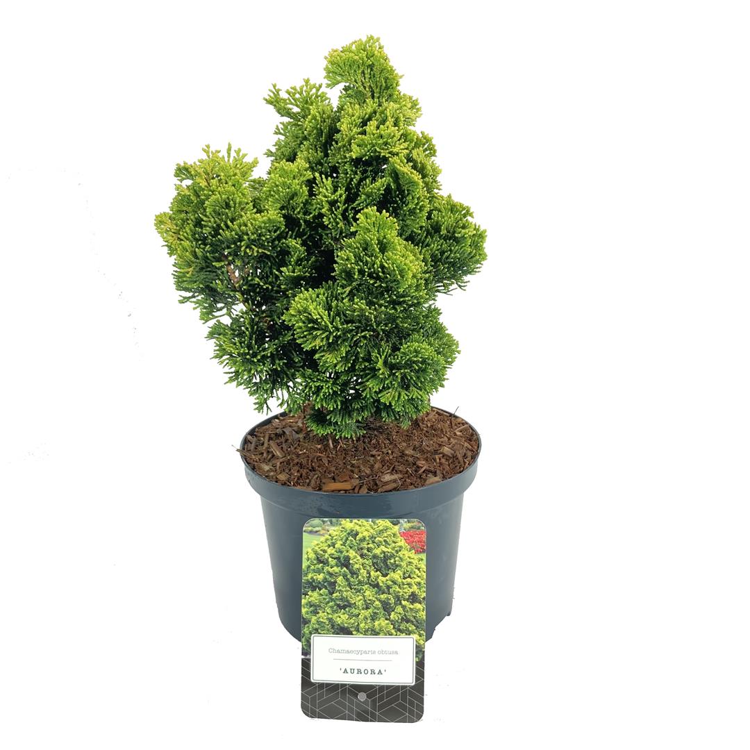 Ädelcypress o. &