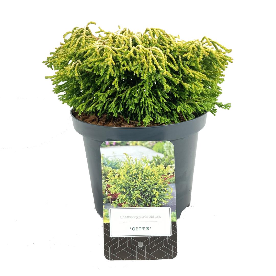 Ädelcypress o. &