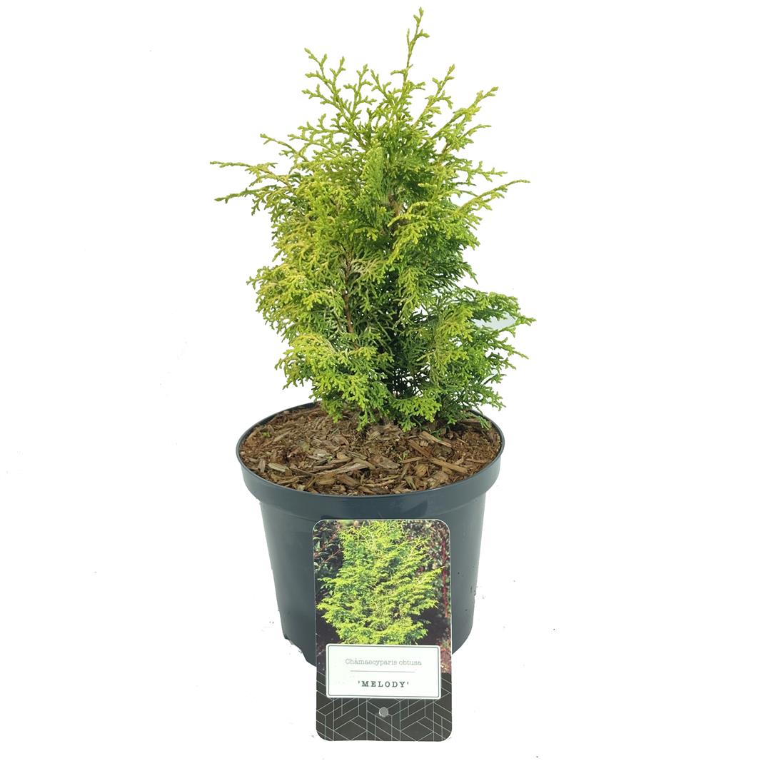 Ädelcypress o. &