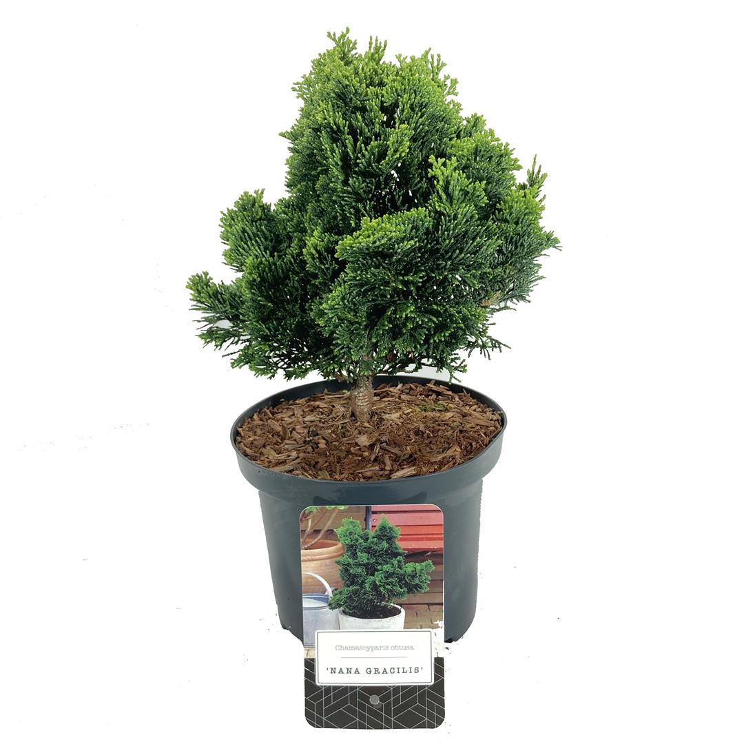 Ädelcypress o. &