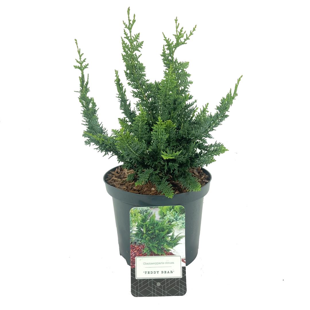 Ädelcypress o. &