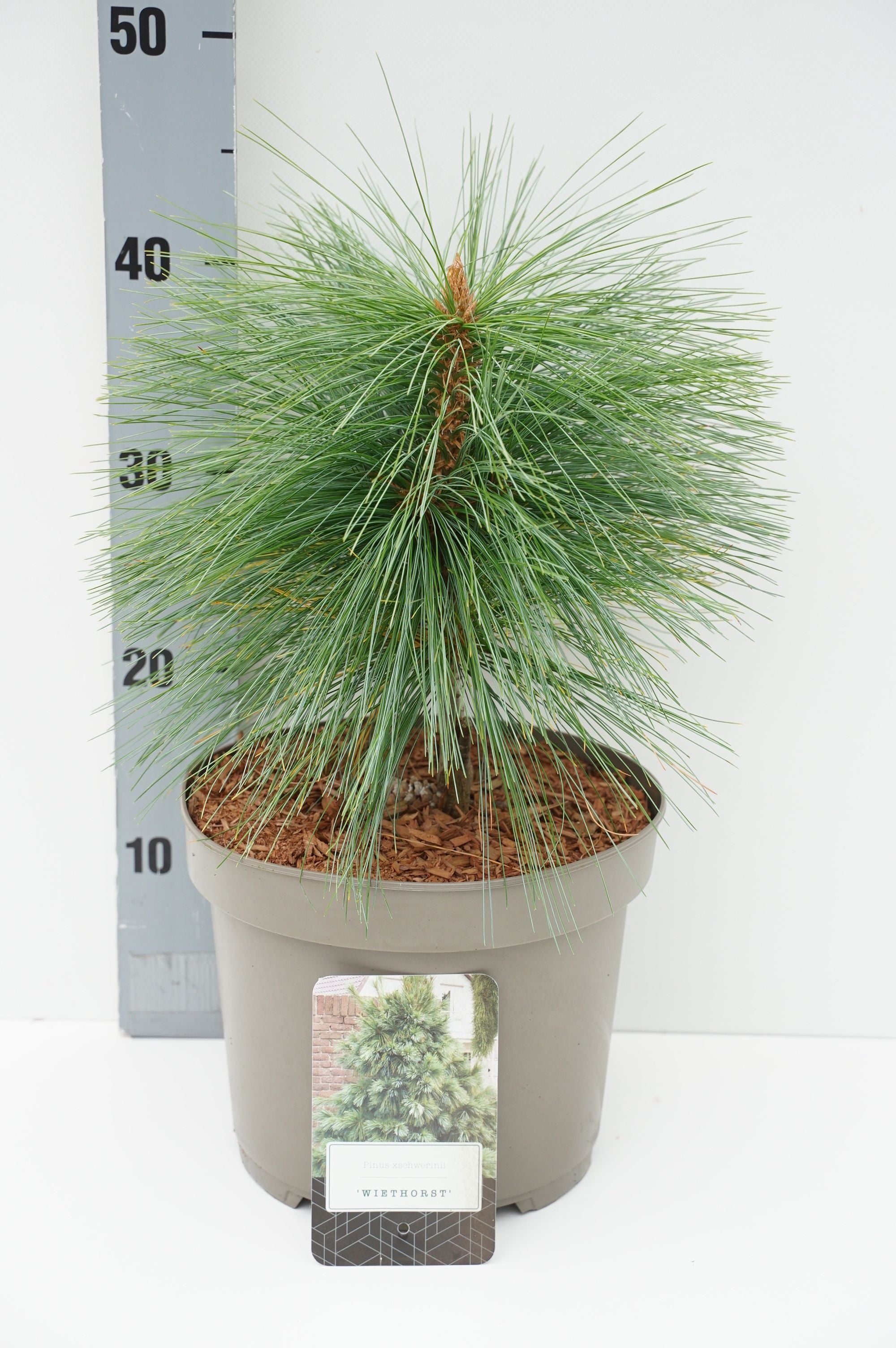 Tall schwerinii &
