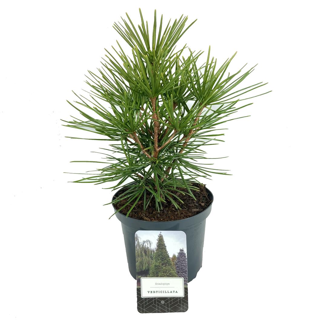 Solfjäderstall verticillata - C2,5/P18 25-30 CM