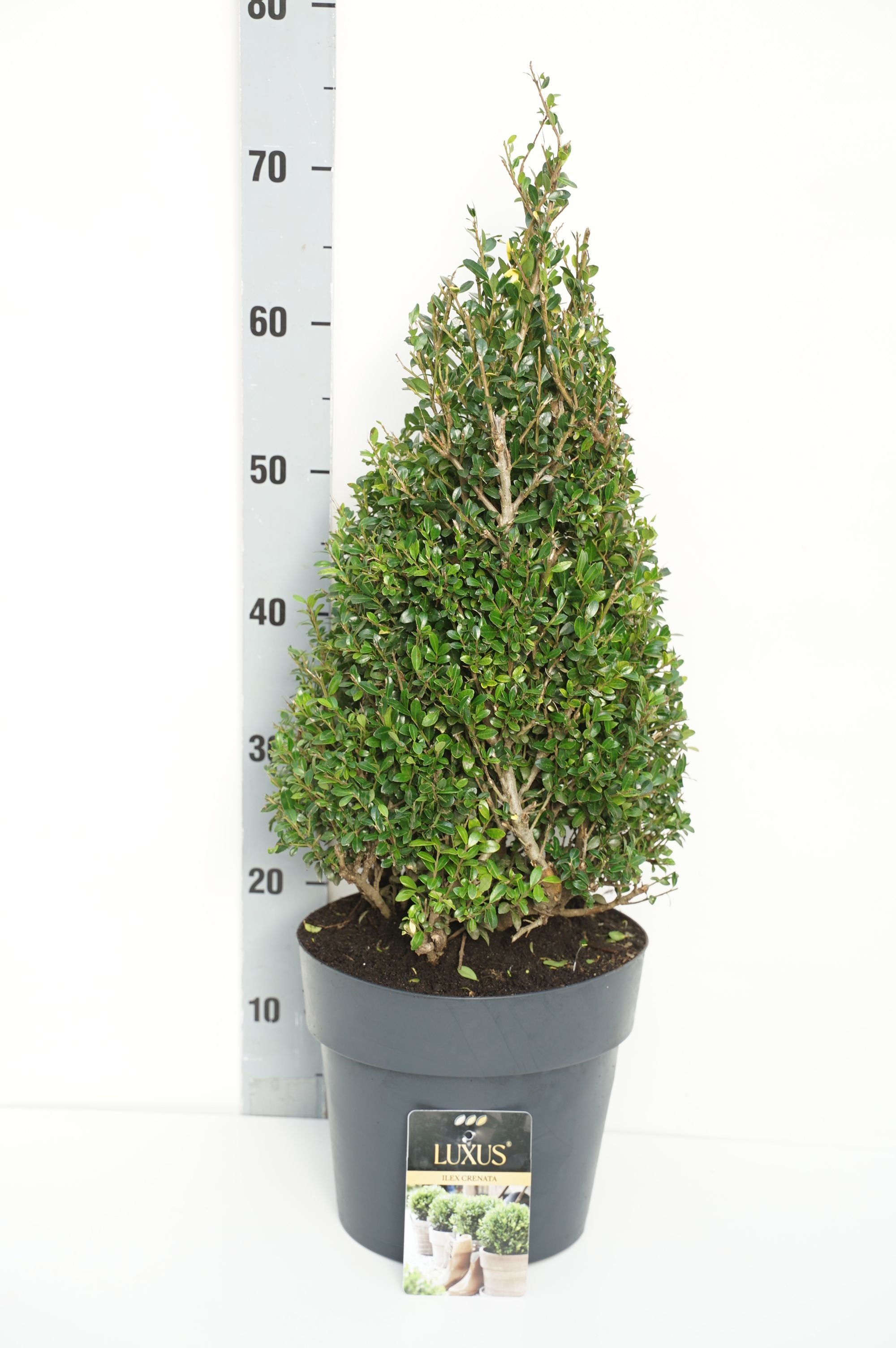 Järnek cren. &