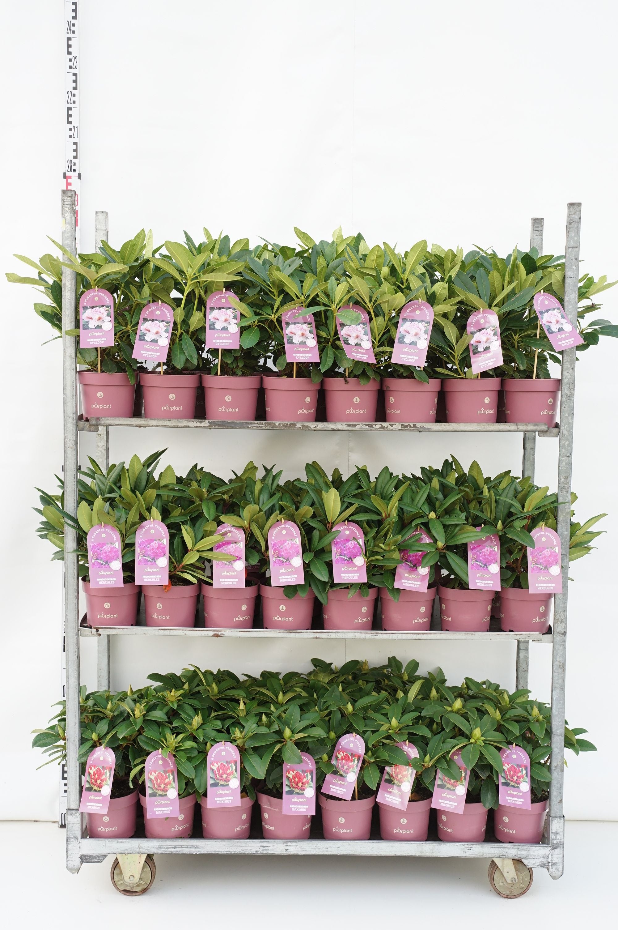 Rododendron in cultivars - C2/P17 30-35 CM