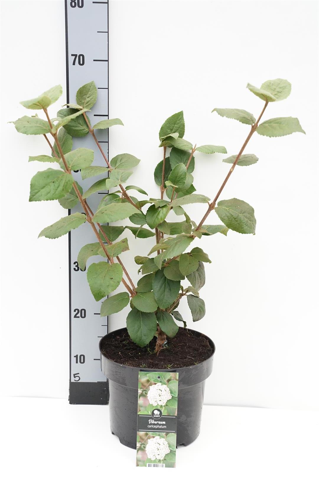 Olvon carlcephalum - C5/P23 40-50 CM