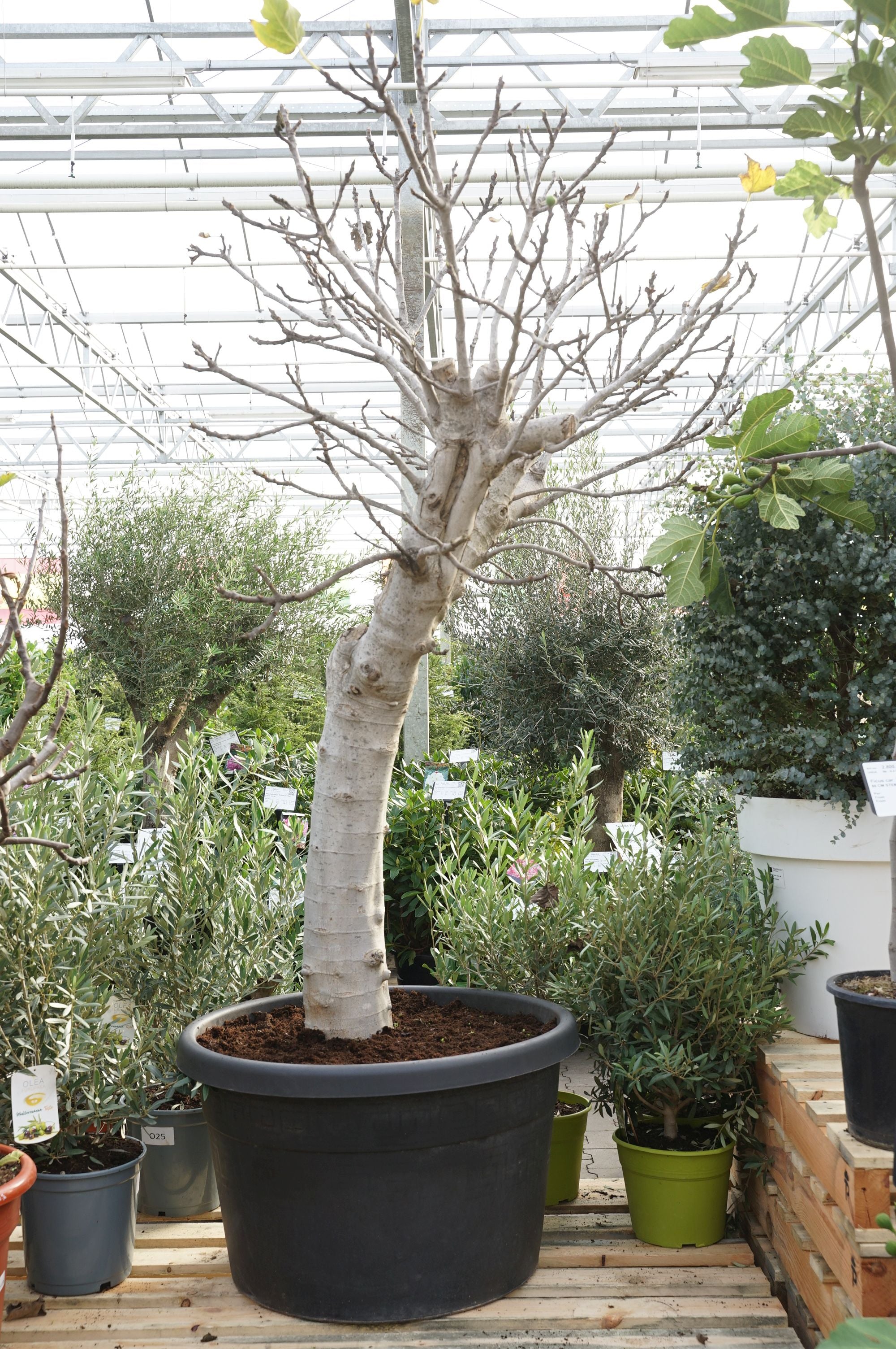 Fikon carica - 70 CM STEM C160
