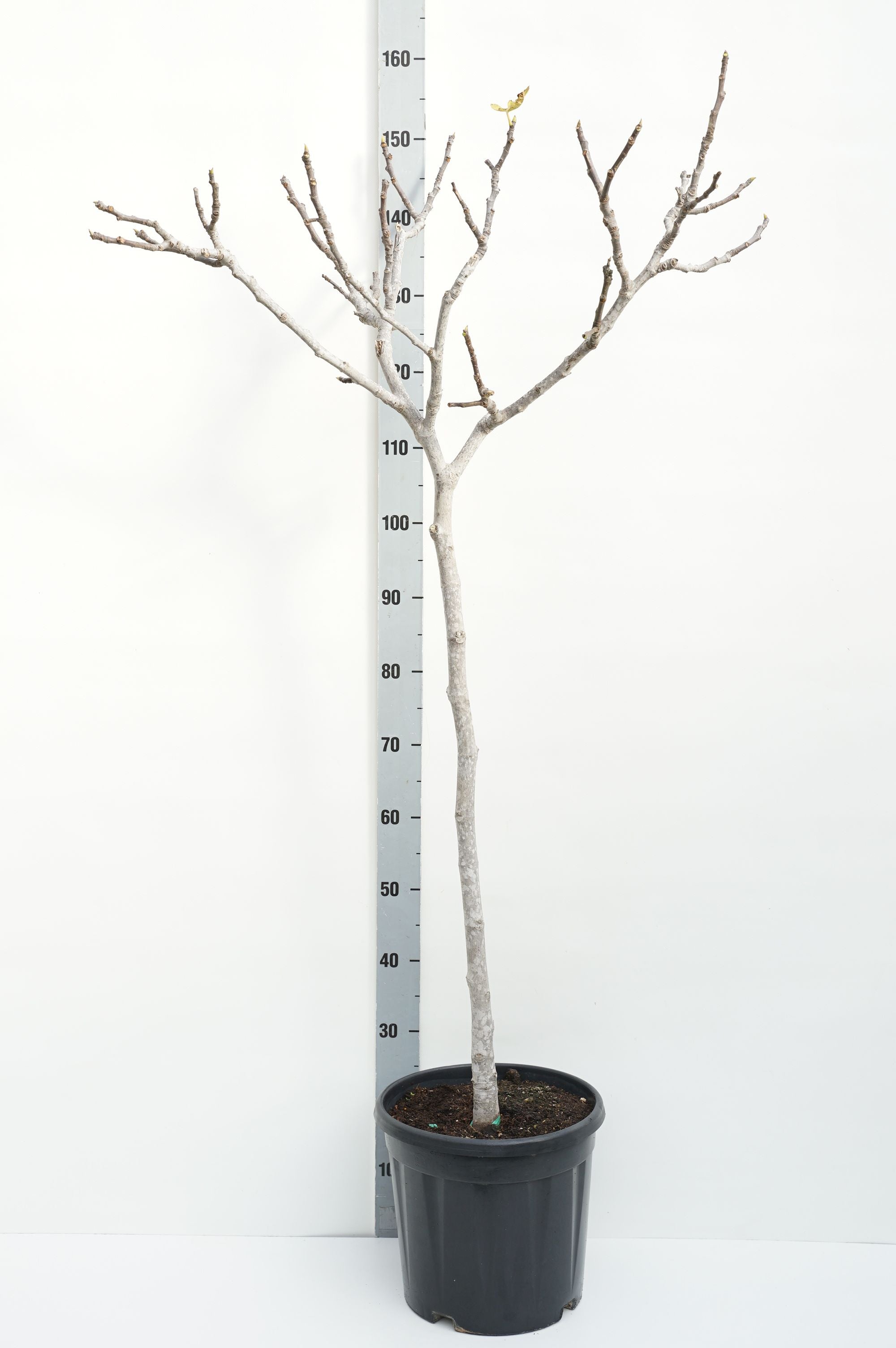 Ficus carica 80 cm stam C15 (15 liters kruka)