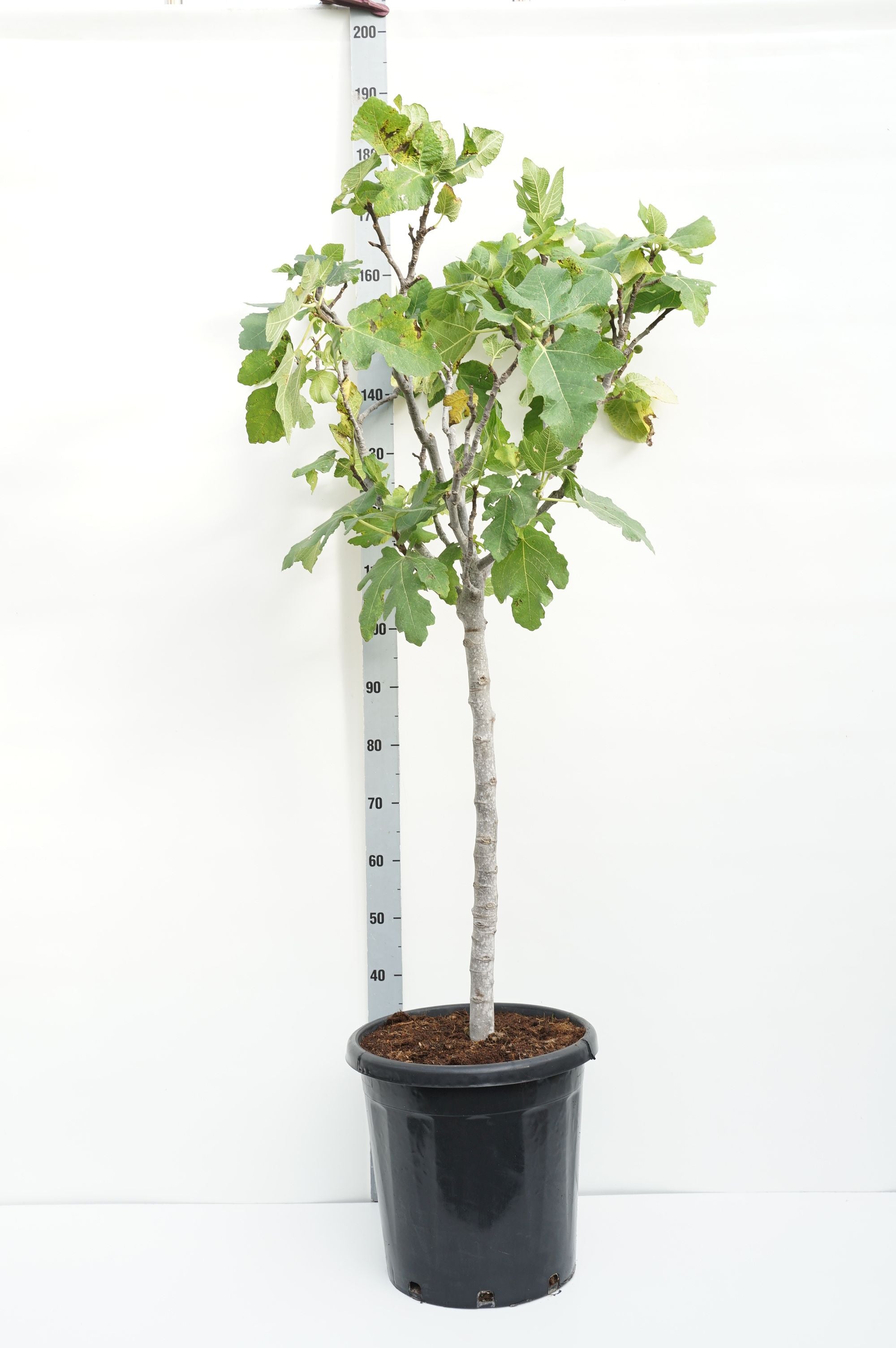Fikon carica - 80 CM STEM C30