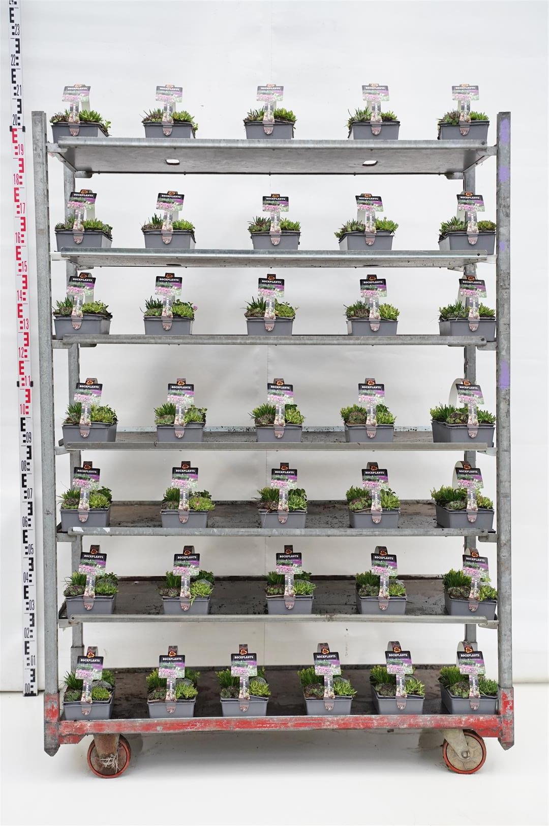 Stenpartiväxter i sorter - 6-PACK (7 CM)