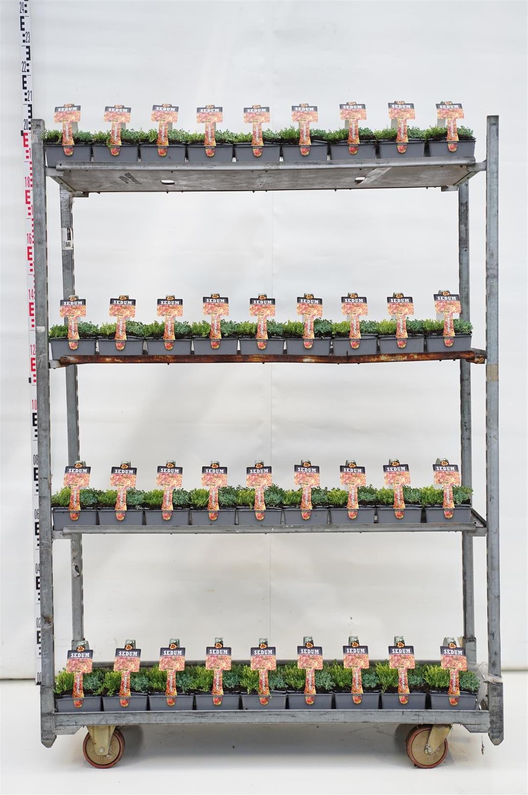Fetknopp in cultivars - 6-PACK (7 CM)