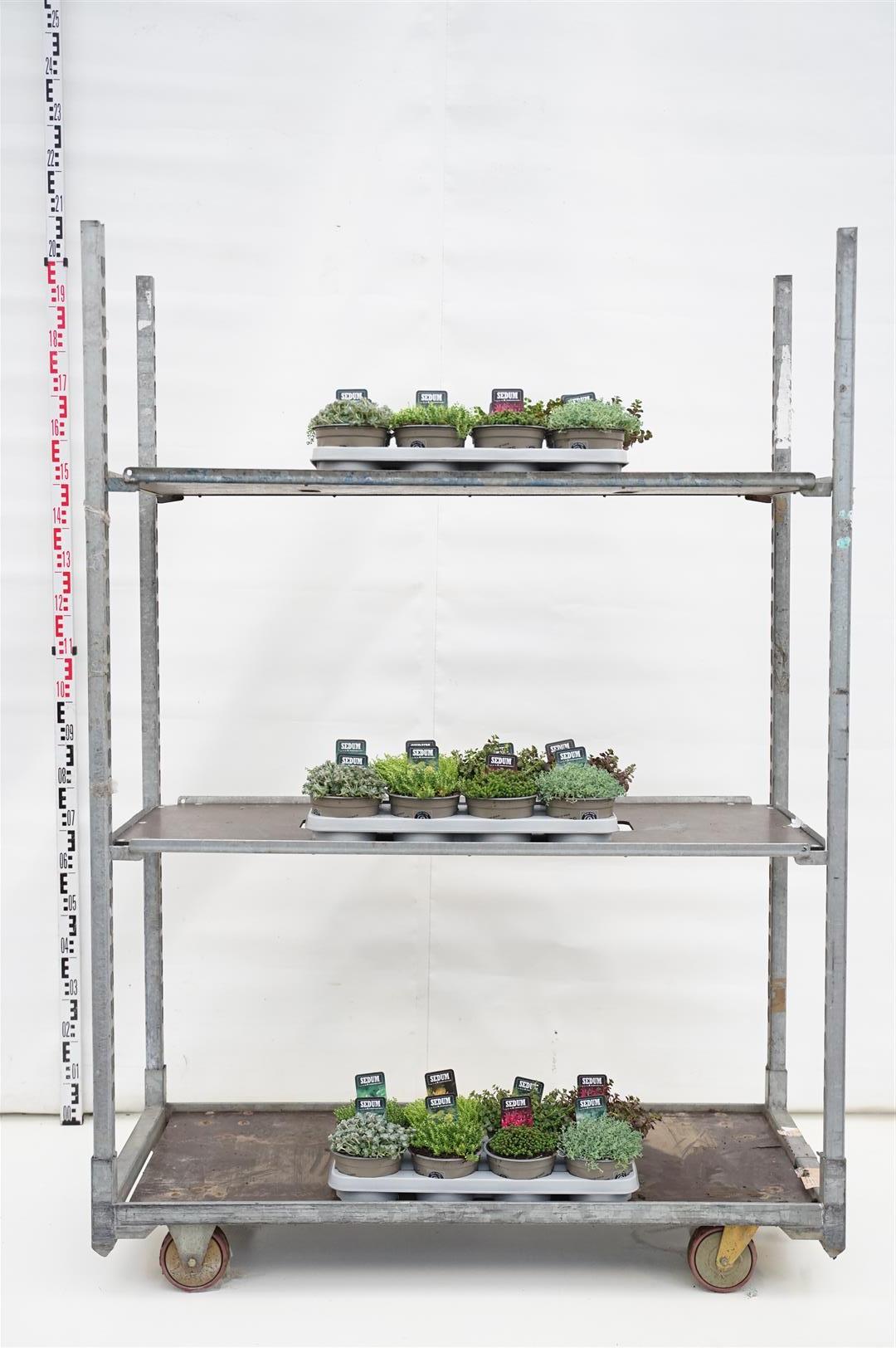 Fetknopp in cultivars - C1,5/P14