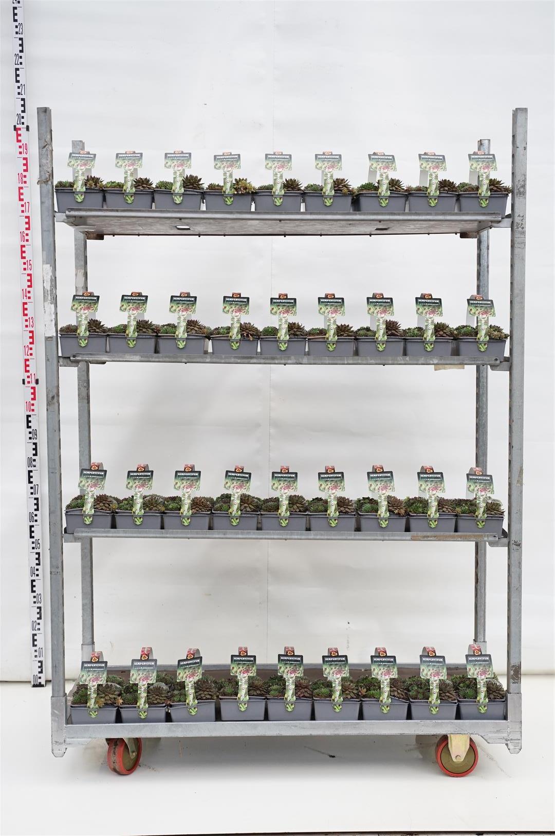 Taklök in cultivars - 6-PACK (7 CM)