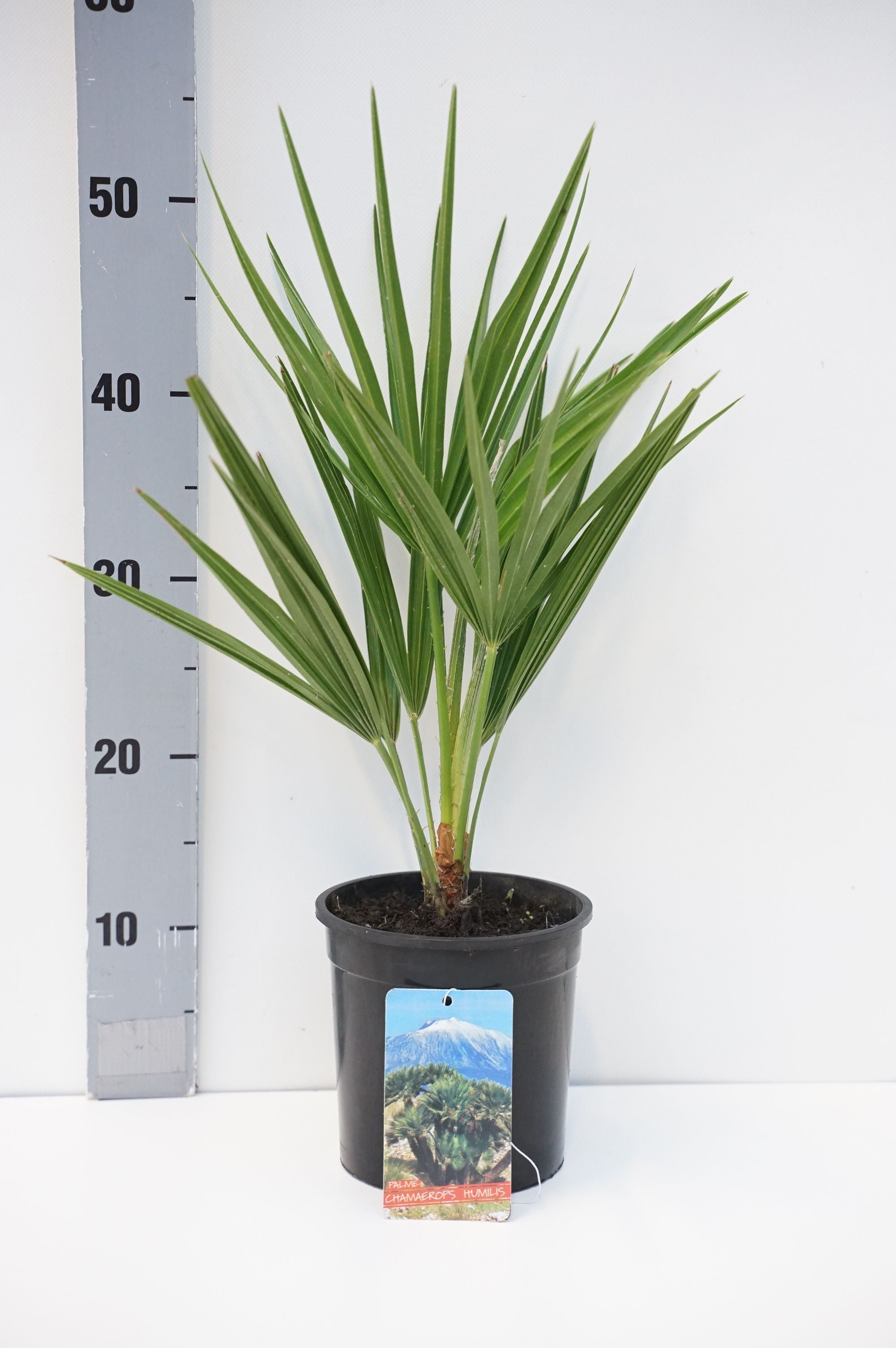 Dvärgpalm humilis - C1,5/P14 25-30 CM