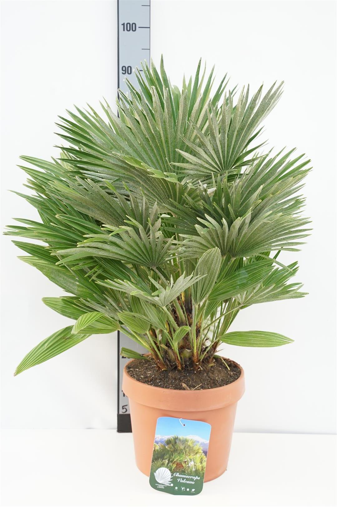 Dvärgpalm humilis &