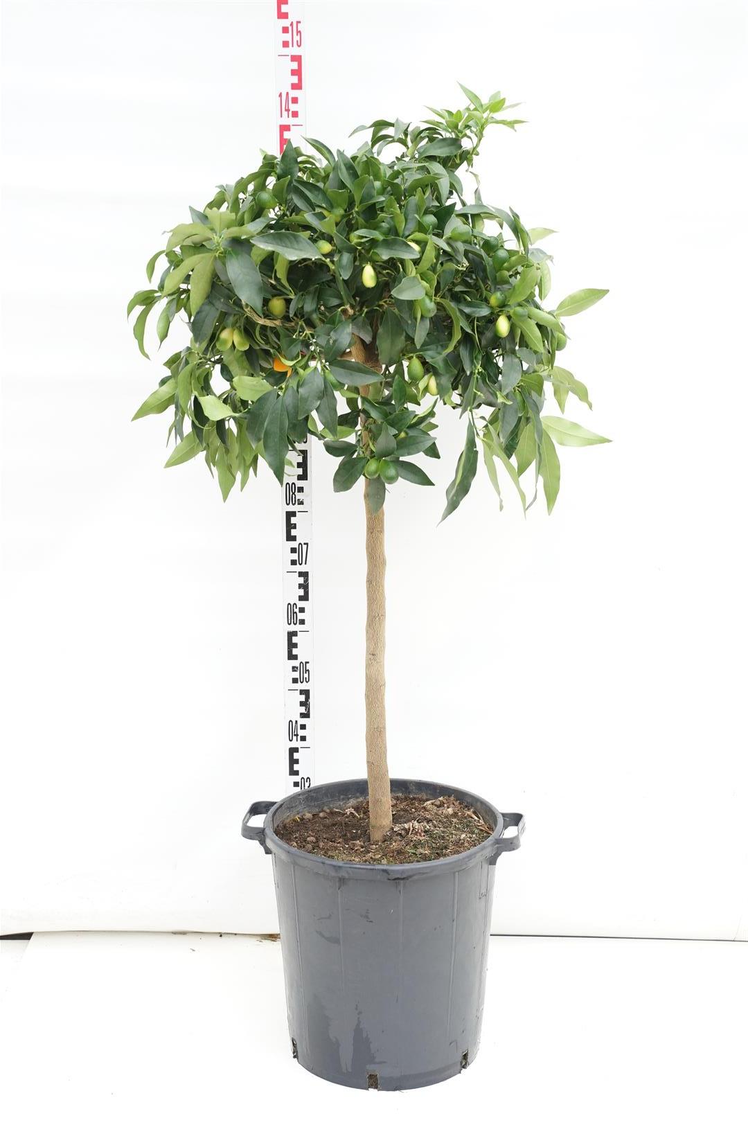 Citrus fort. japonica (Kumquat) - 70 CM STEM C30