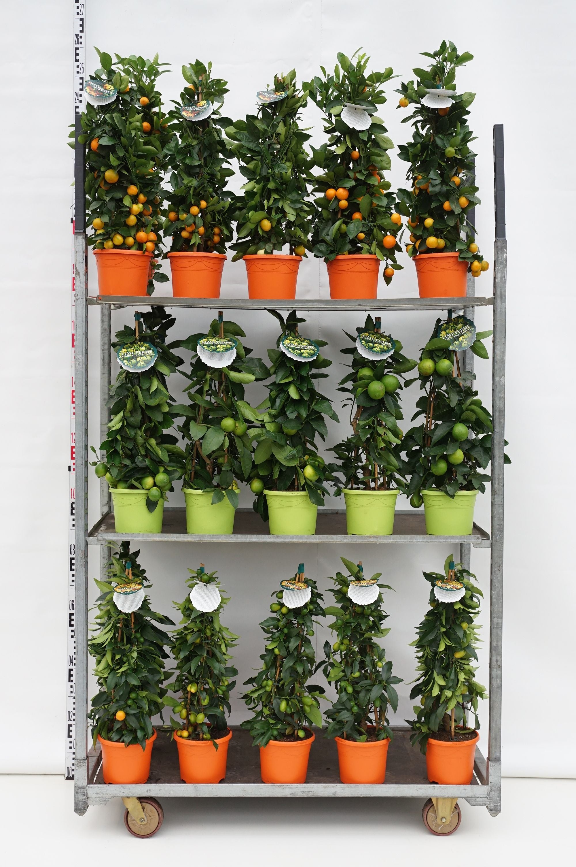 Citrus in cultivars - C3/P19 65/+CM 3-STICK