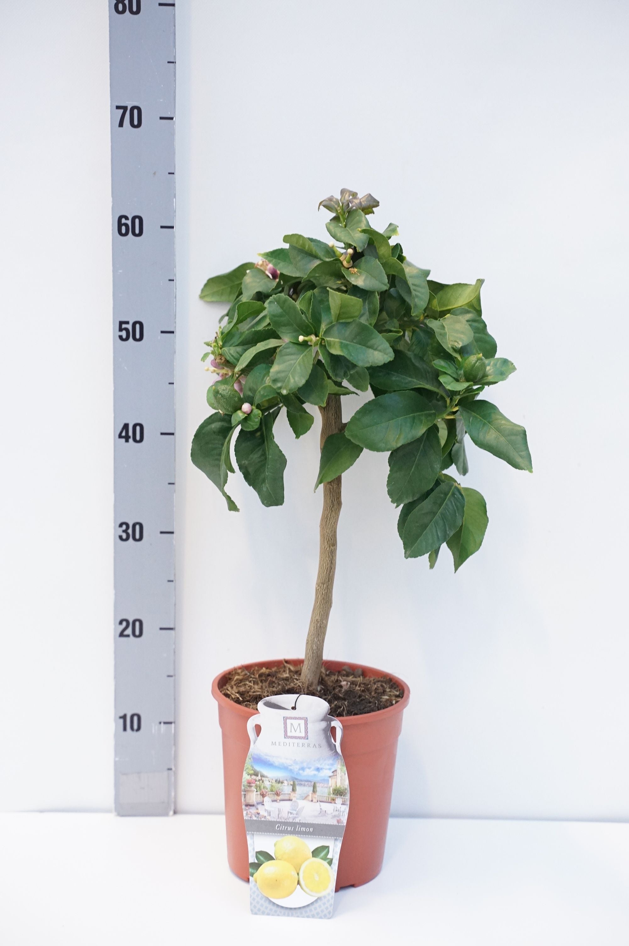 Citrus limon - 20 CM STEM C3/P19