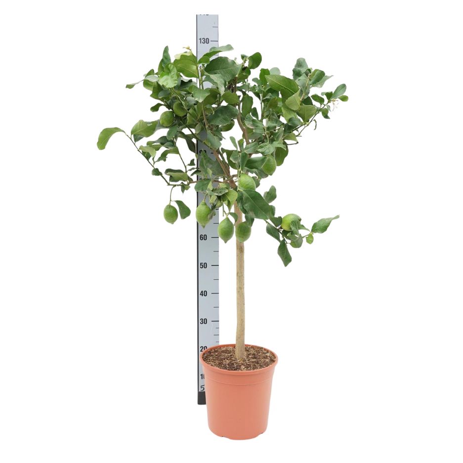 Citrus limon - 70 CM STEM C7,5/P26