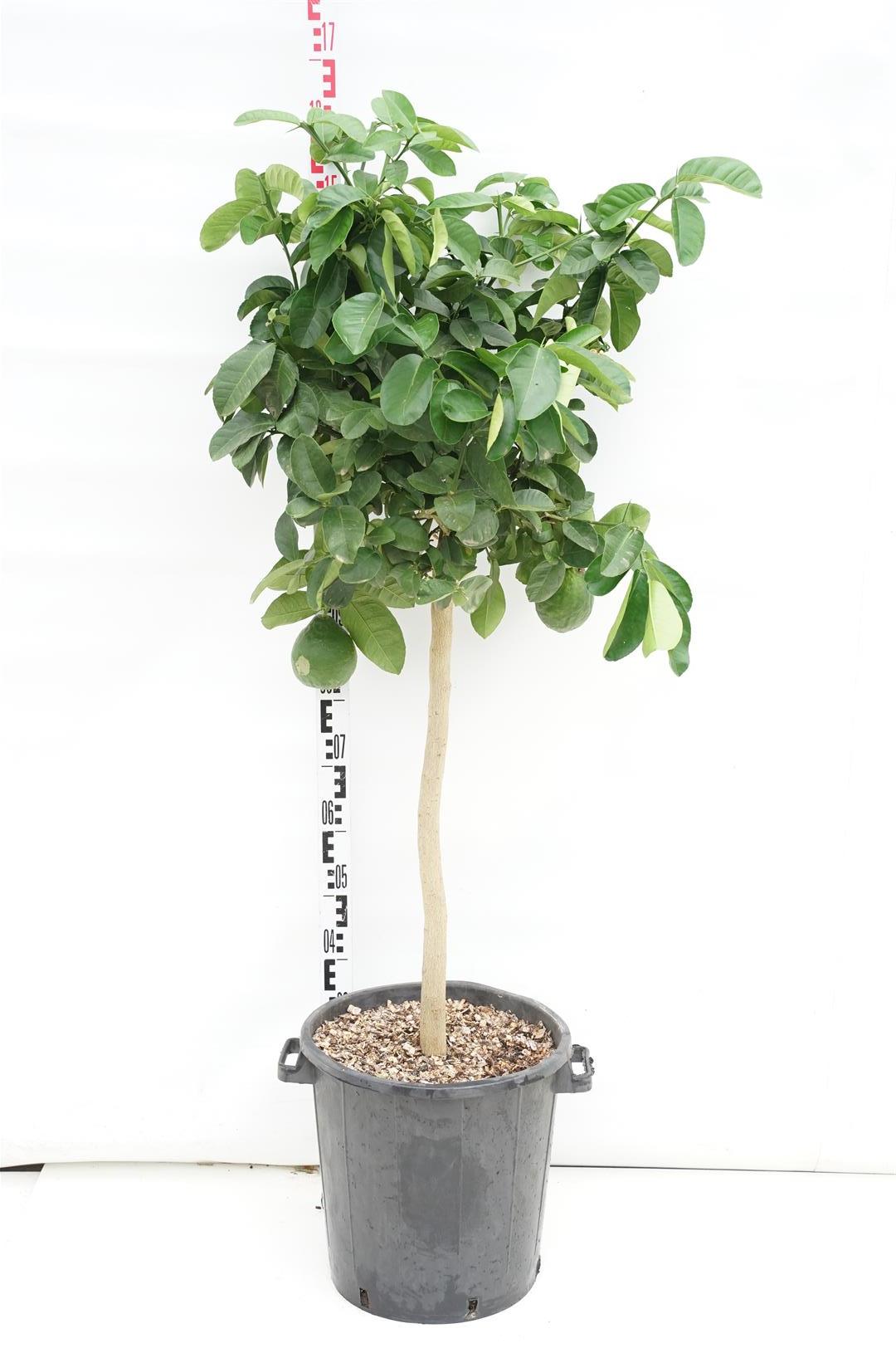 Citrus lipo (Zitrone x Grapefruit) - 70 CM STEM C30