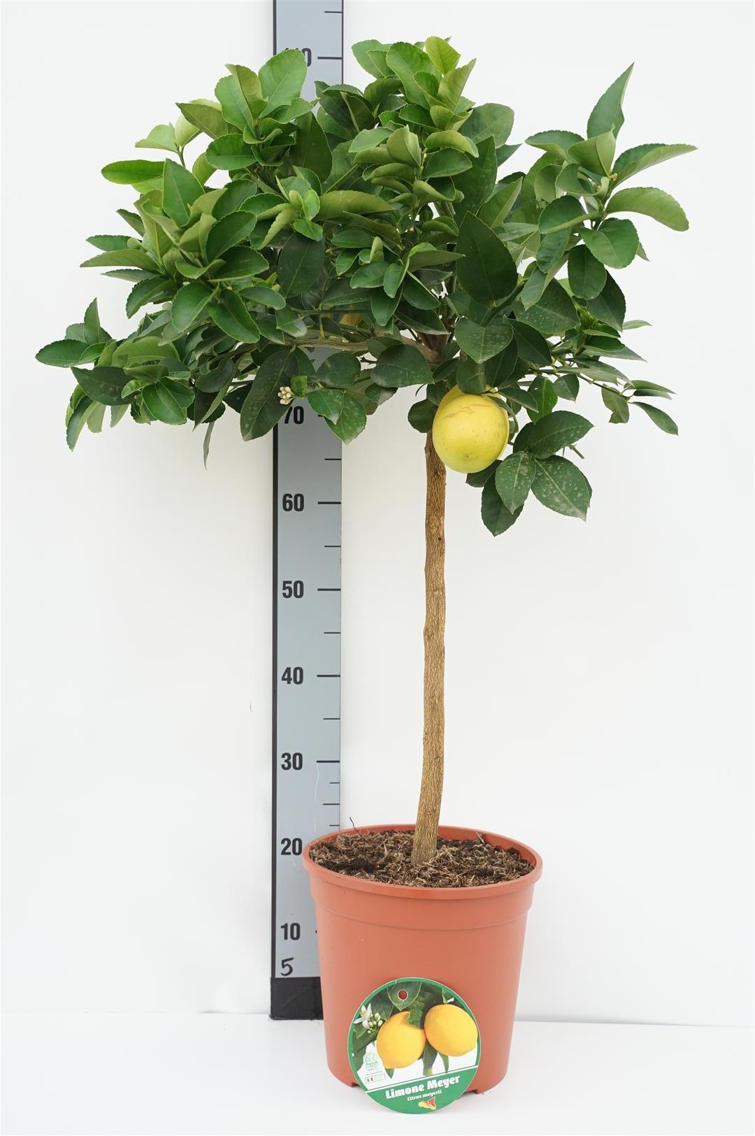 Citrus meyeri - 70 CM STEM C7,5/P26