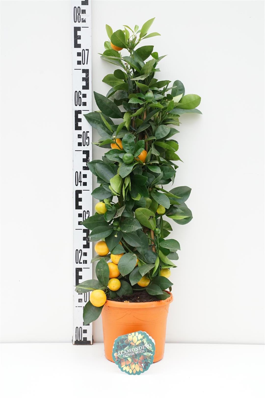 Citrus mitis(Calamondin-Ziermanderi - C3/P19 65/+CM 3-STICK