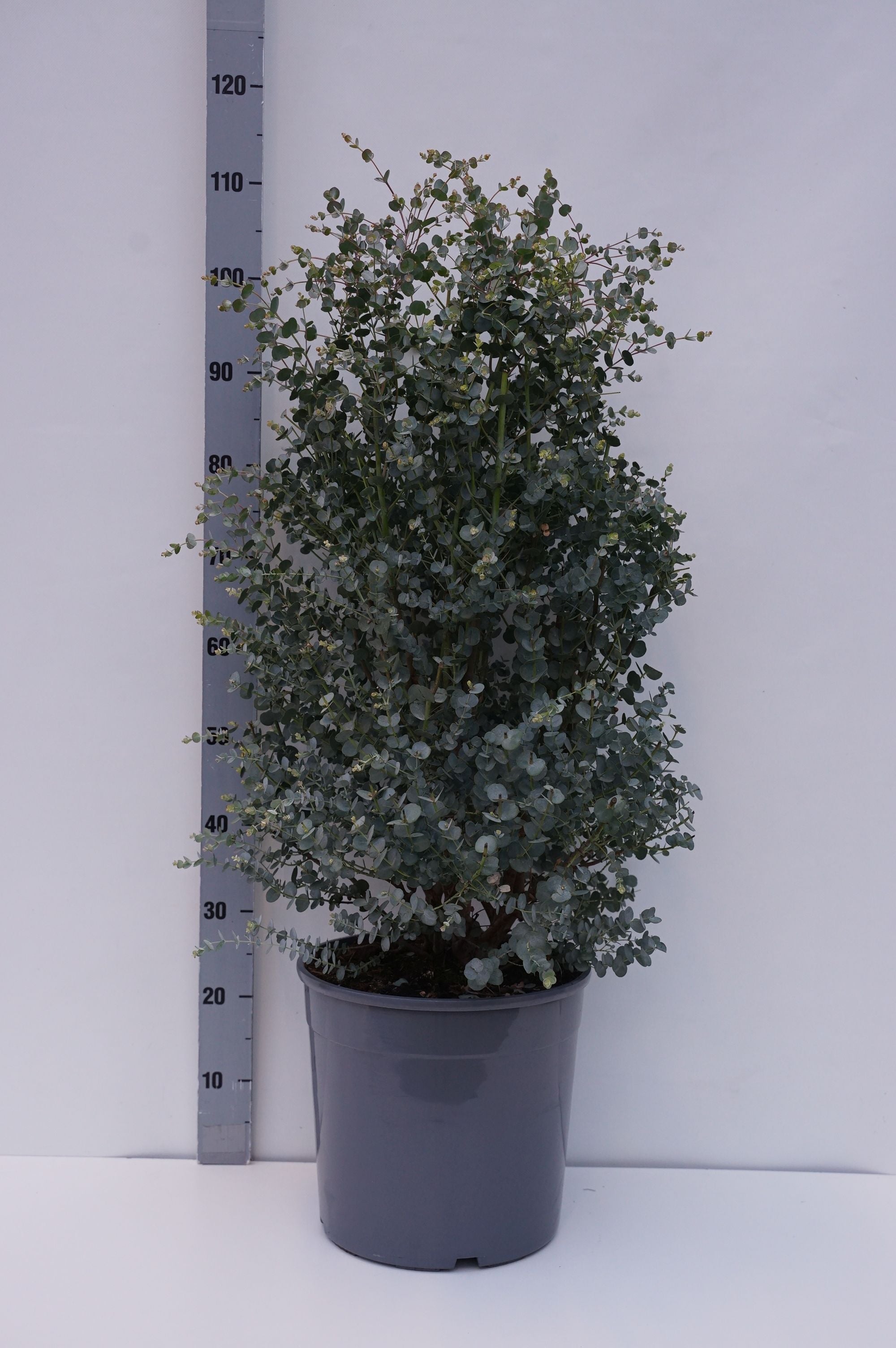 Eukalyptus gunnii &