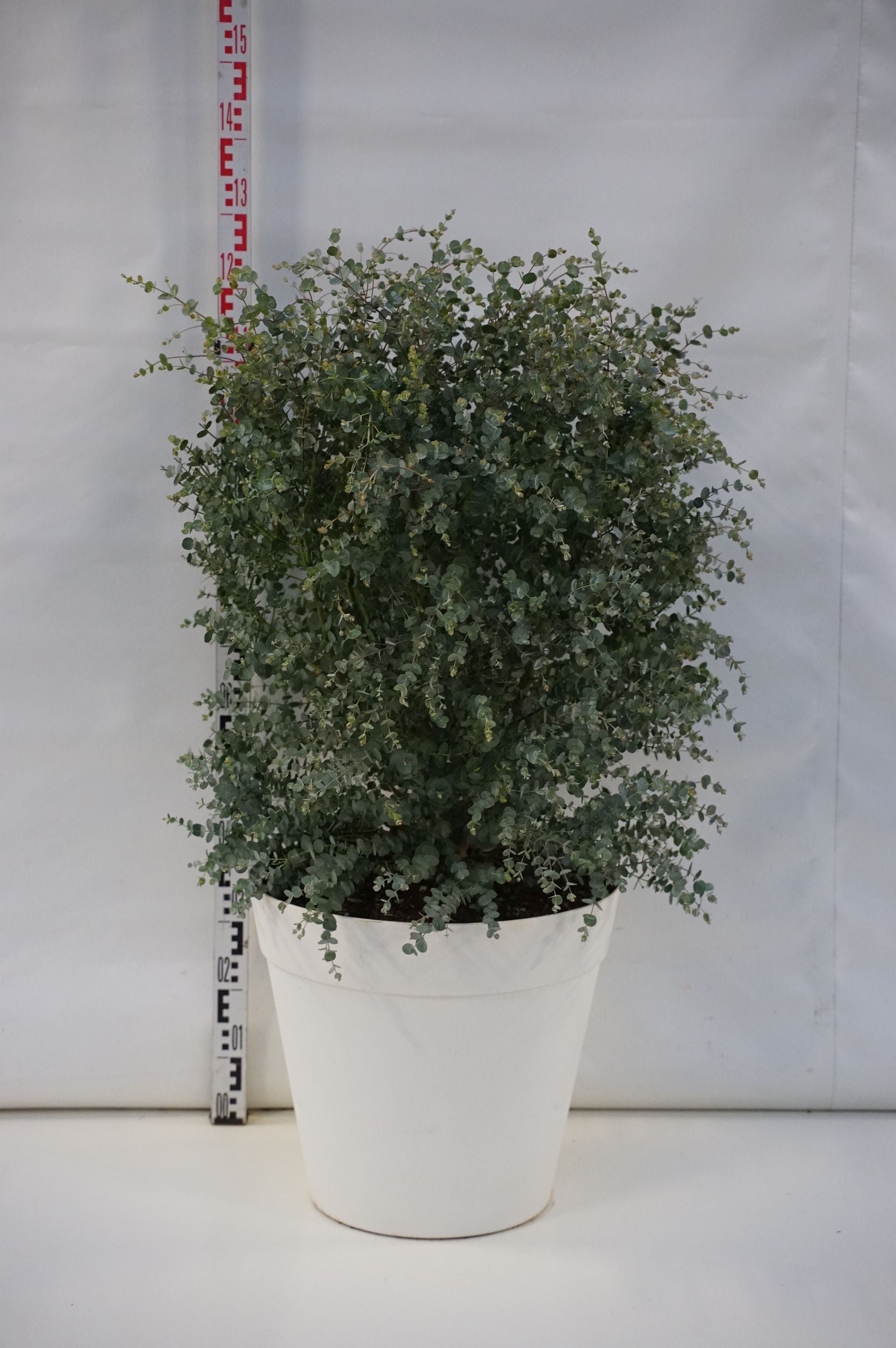 Eukalyptus gunnii &