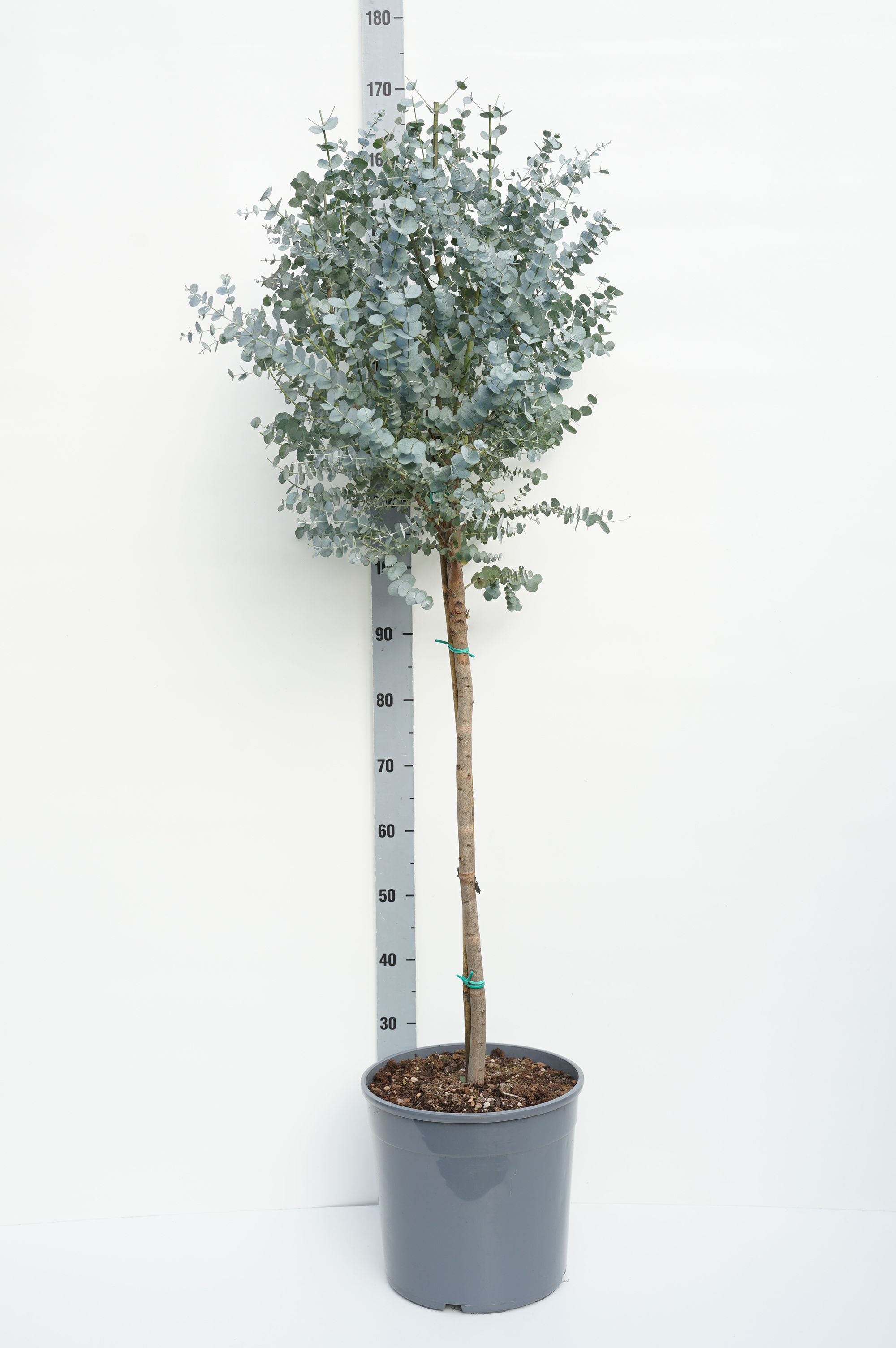 Eukalyptus gunnii &