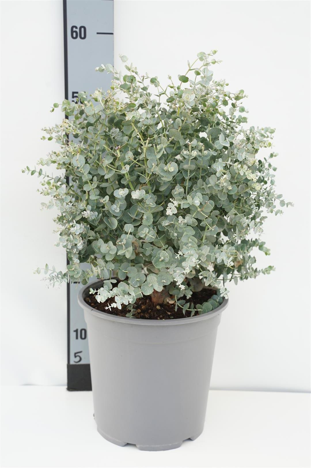 Eukalyptus gunnii - C7/P24 40 CM