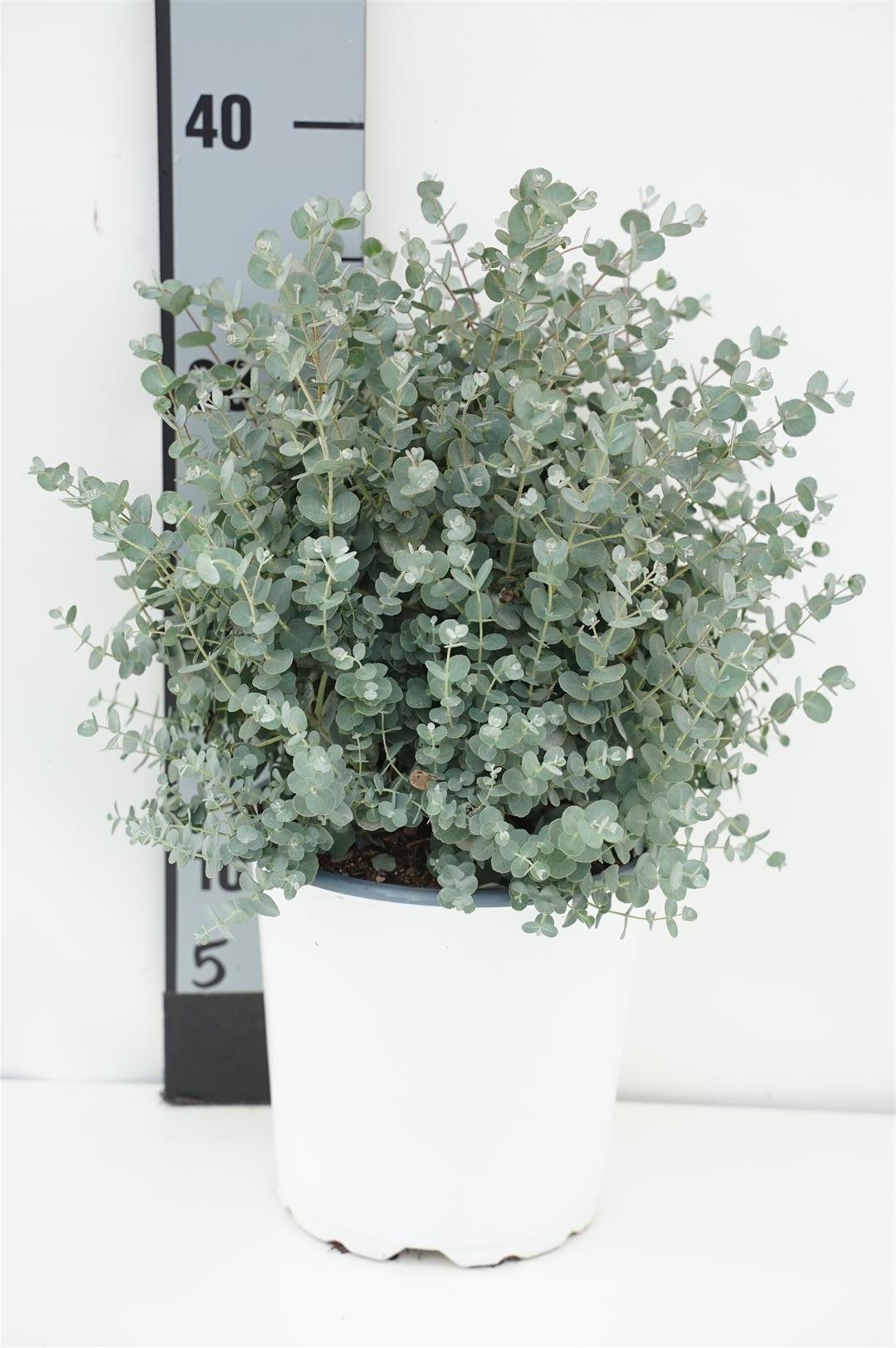 Eukalyptus gunnii - C2/P17 25-30 CM