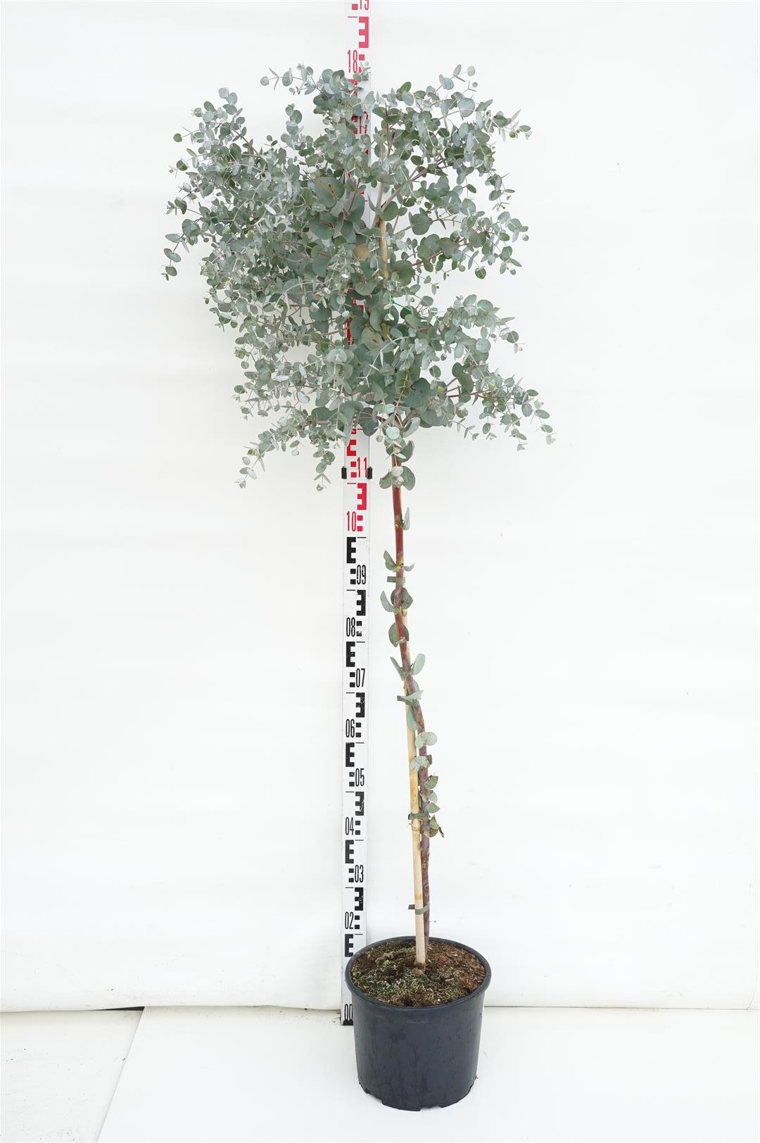 Eukalyptus gunnii - 80 CM STEM C8
