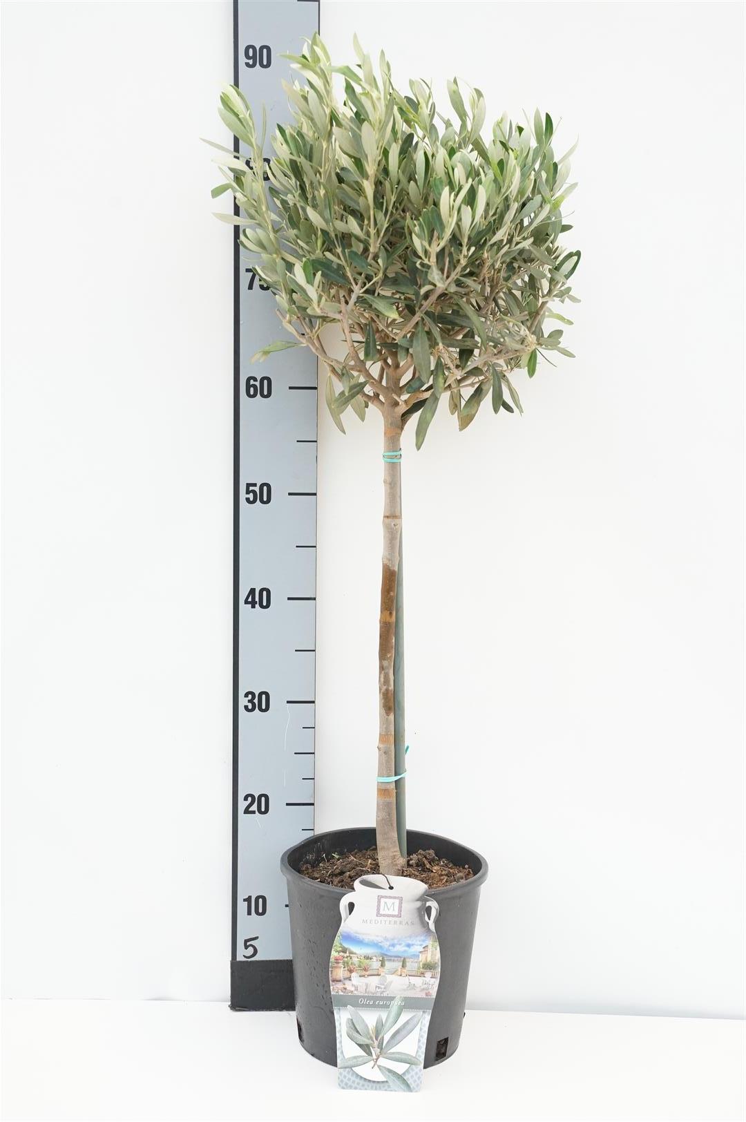 Oliv europaea - 40 CM STEM C2,5/P18