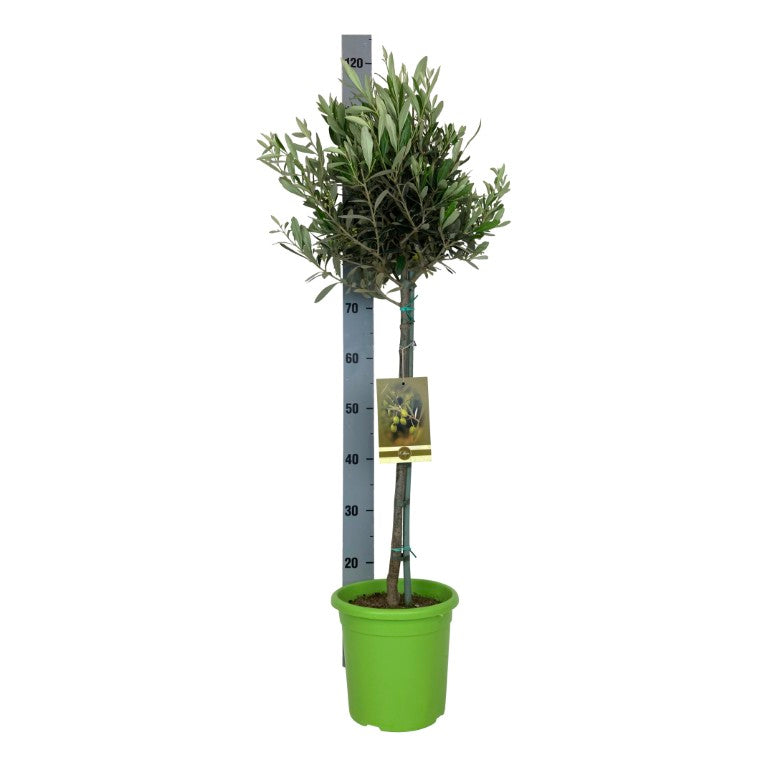 Olea europaea 50 cm stam C4 (4 liters kruka) / 21 cm kruka